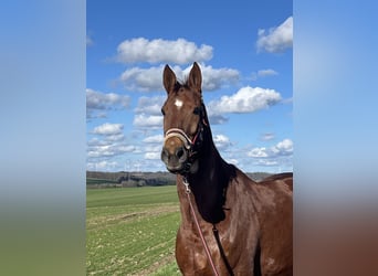 Westfale, Wallach, 11 Jahre, 170 cm, Fuchs