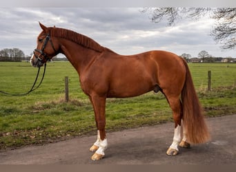 Westfale, Wallach, 11 Jahre, 170 cm, Fuchs