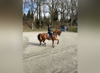 Westfale, Wallach, 11 Jahre, 170 cm, Fuchs