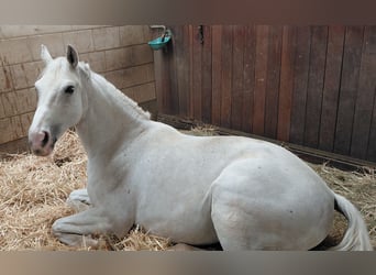 Westfale, Wallach, 11 Jahre, 170 cm, Schimmel