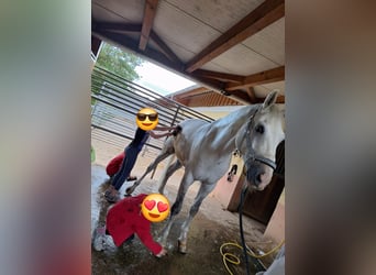 Westfale, Wallach, 11 Jahre, 170 cm, Schimmel