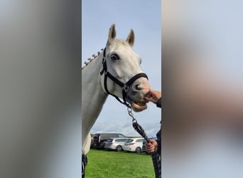 Westfale, Wallach, 11 Jahre, 170 cm, Schimmel