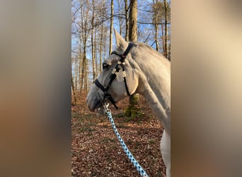 Westfale, Wallach, 11 Jahre, 170 cm, Schimmel