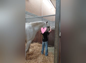 Westfale, Wallach, 11 Jahre, 170 cm, Schimmel