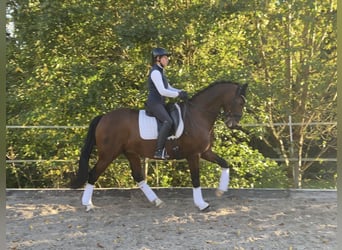 Westfale, Wallach, 11 Jahre, 171 cm, Brauner