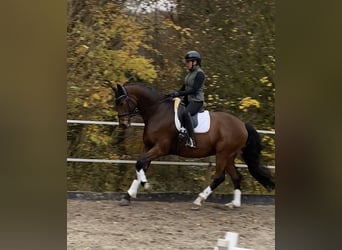 Westfale, Wallach, 11 Jahre, 171 cm, Brauner