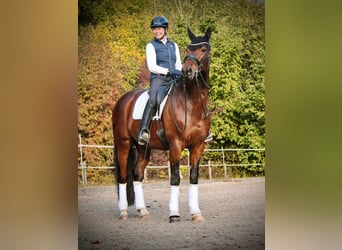 Westfale, Wallach, 11 Jahre, 171 cm, Brauner