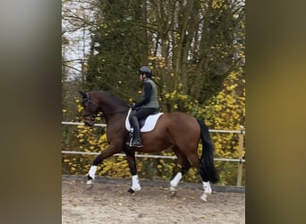 Westfale, Wallach, 11 Jahre, 171 cm, Brauner