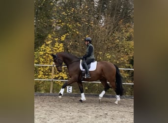 Westfale, Wallach, 11 Jahre, 171 cm, Brauner