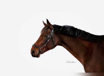 Westfale, Wallach, 11 Jahre, 172 cm, Brauner