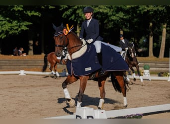 Westfale, Wallach, 11 Jahre, 172 cm