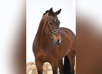 Westfale, Wallach, 11 Jahre, 172 cm, Dunkelbrauner