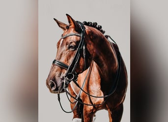 Westfale, Wallach, 11 Jahre, 172 cm, Fuchs