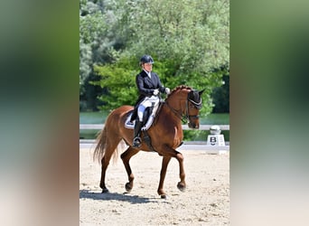 Westfale, Wallach, 11 Jahre, 172 cm, Fuchs