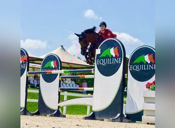 Westfale, Wallach, 11 Jahre, 173 cm, Brauner