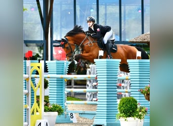 Westfale, Wallach, 11 Jahre, 173 cm, Brauner