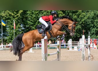 Westfale, Wallach, 11 Jahre, 173 cm, Brauner
