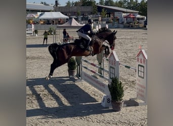 Westfale, Wallach, 11 Jahre, 175 cm, Dunkelbrauner