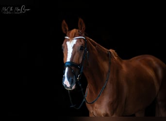 Westfale, Wallach, 11 Jahre, 176 cm, Fuchs