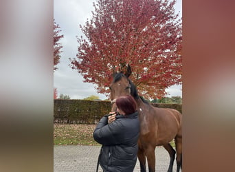 Westfale, Wallach, 11 Jahre, 183 cm, Brauner