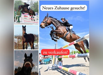 Westfale, Wallach, 11 Jahre, 183 cm, Brauner