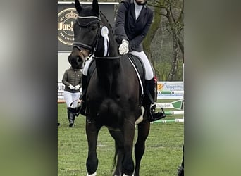 Westfale, Wallach, 11 Jahre, 183 cm, Dunkelbrauner