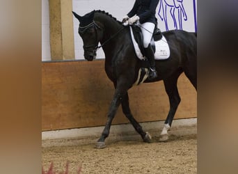 Westfale, Wallach, 11 Jahre, 183 cm, Dunkelbrauner