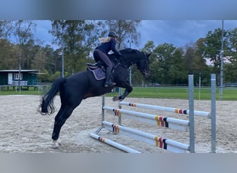 Westfale, Wallach, 11 Jahre, 183 cm, Dunkelbrauner