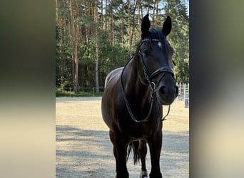 Westfale, Wallach, 11 Jahre, 183 cm, Dunkelbrauner