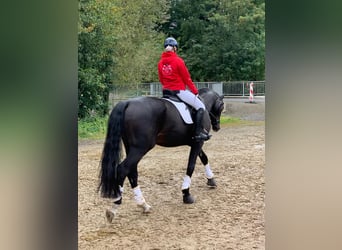 Westfale, Wallach, 11 Jahre, 183 cm, Dunkelbrauner