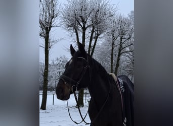 Westfale, Wallach, 11 Jahre, 183 cm, Dunkelbrauner