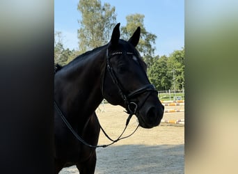 Westfale, Wallach, 11 Jahre, 183 cm, Dunkelbrauner