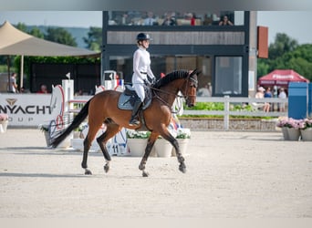 Westfale, Wallach, 11 Jahre, Brauner