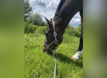 Westfale, Wallach, 12 Jahre, 165 cm, Brauner