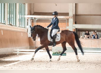 Westfale, Wallach, 12 Jahre, 165 cm, Dunkelbrauner