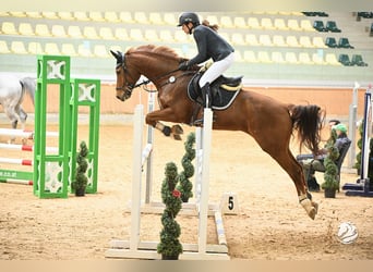 Westfale, Wallach, 12 Jahre, 165 cm, Dunkelfuchs