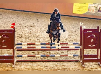 Westfale, Wallach, 12 Jahre, 167 cm, Brauner