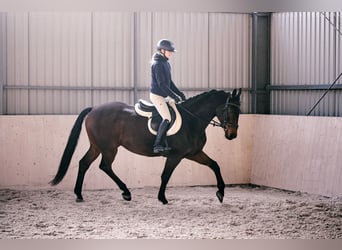 Westfale, Wallach, 12 Jahre, 167 cm, Brauner