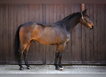 Westfale, Wallach, 12 Jahre, 167 cm, Rotbrauner