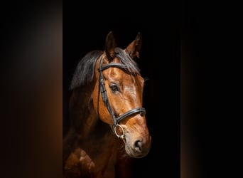 Westfale, Wallach, 12 Jahre, 167 cm, Rotbrauner