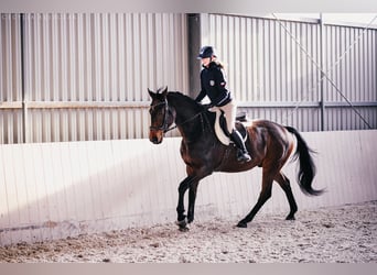 Westfale, Wallach, 12 Jahre, 167 cm, Rotbrauner