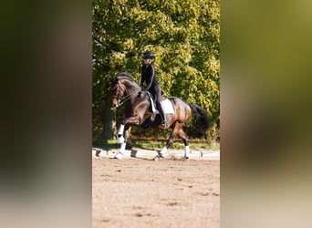 Westfale, Wallach, 12 Jahre, 170 cm, Brauner