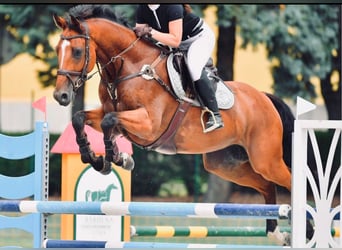 Westfale, Wallach, 12 Jahre, 170 cm, Brauner