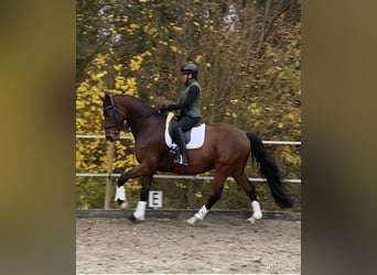 Westfale, Wallach, 12 Jahre, 171 cm, Brauner