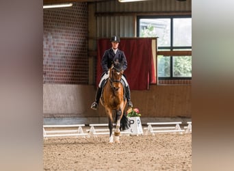 Westfale, Wallach, 12 Jahre, 172 cm, Brauner