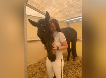 Westfale, Wallach, 12 Jahre, 172 cm, Brauner Westfale, Wallach, 12 Jahre, 172 cm, Brauner