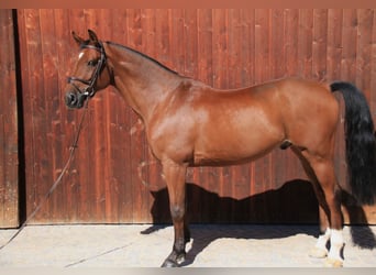Westfale, Wallach, 12 Jahre, 172 cm, Brauner