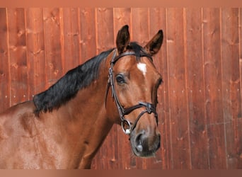 Westfale, Wallach, 12 Jahre, 172 cm, Brauner