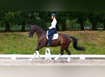 Westfale, Wallach, 12 Jahre, 172 cm, Dunkelbrauner