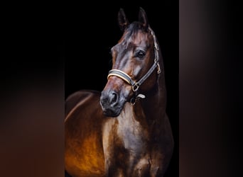 Westfale, Wallach, 12 Jahre, 172 cm, Dunkelbrauner